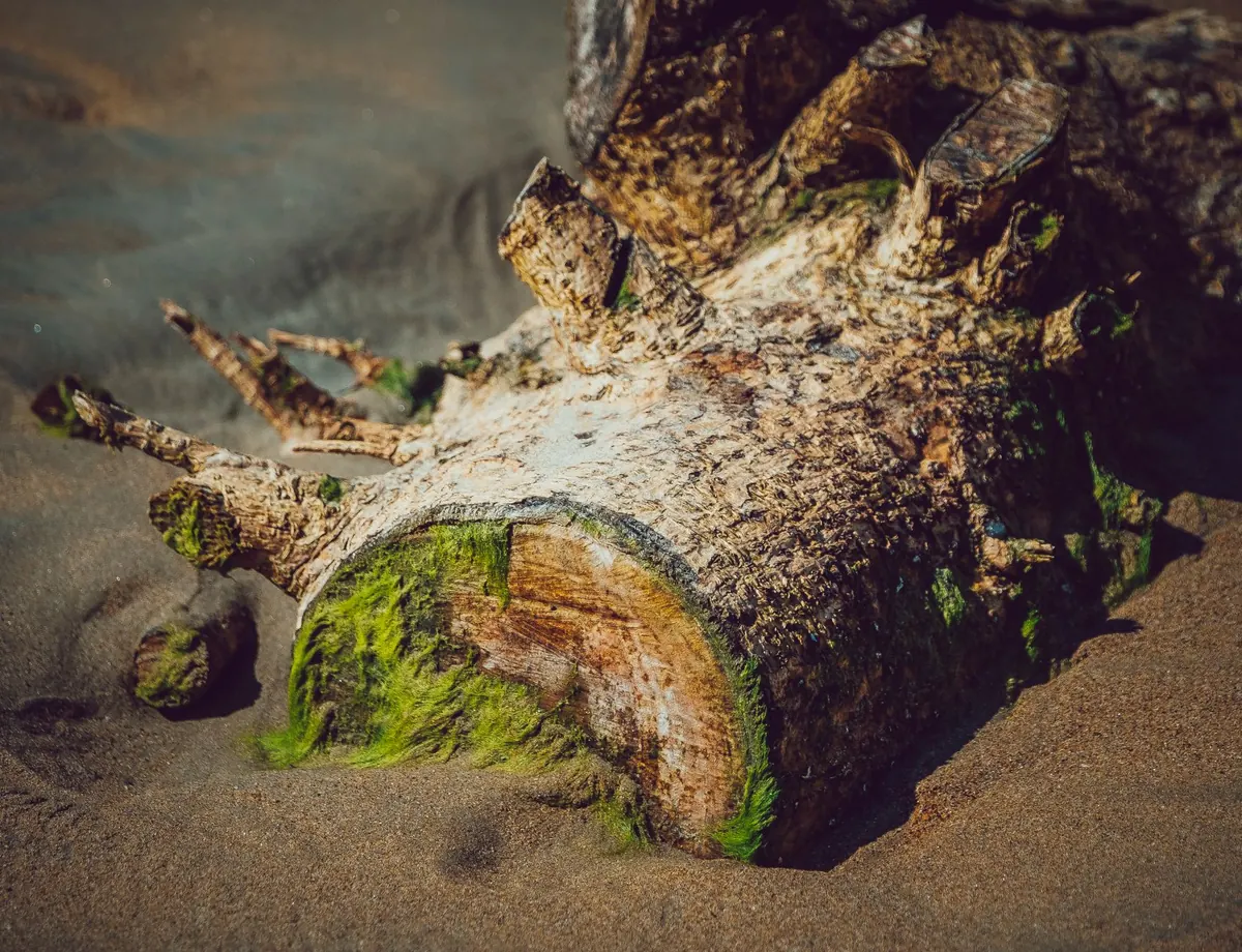 Beach Ecology for Beginners: Exploring the Strandline Without Harming It