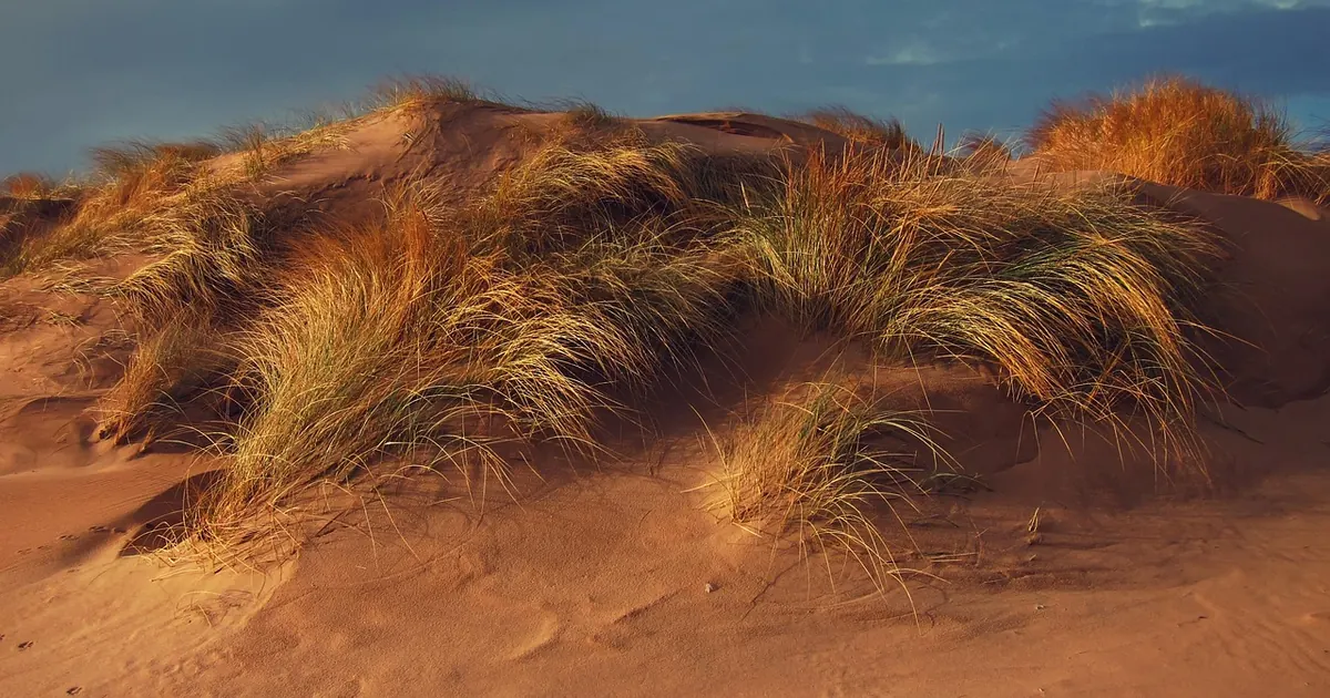Marram Grass vs. Sea Couch: Which Plant Stabilises Dunes Best?