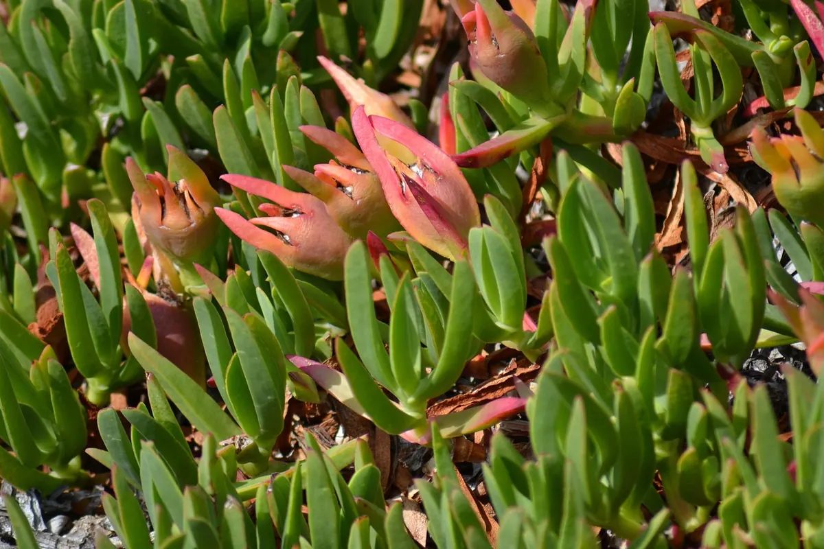 Native vs. Non-Native Coastal Plants: What to Grow and What to Avoid