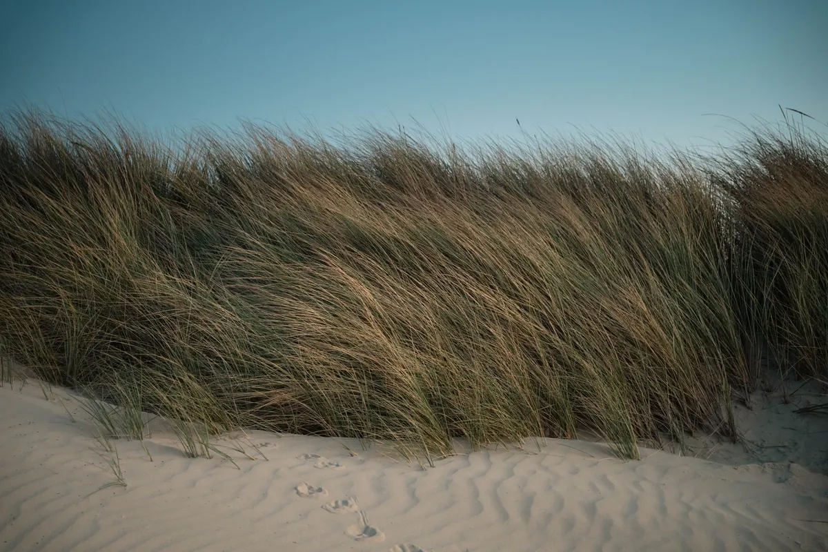 Restoring the Sefton Coast Dunes: Lessons for UK Conservation Projects